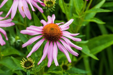 Various colorful spring flowers on green garden.