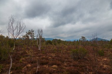 Sumava protected landscape area in the Czech Republic in Europe. Area Chalupska slat - forests, meadows, path to slat.