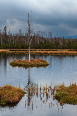 Sumava protected landscape area in the Czech Republic in Europe. Area Chalupska slat - forests, meadows, path to slat.