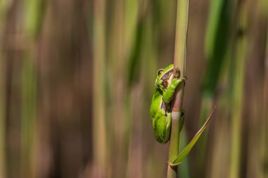 Hyla arborea - Sapında yeşil ağaç kurbağası. Arka plan yeşil. Fotoğrafta güzel bir bokeh var. Vahşi fotoğraf