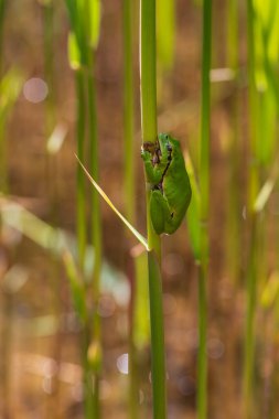 Hyla arborea - Sapında yeşil ağaç kurbağası. Arka plan yeşil. Fotoğrafta güzel bir bokeh var. Vahşi fotoğraf