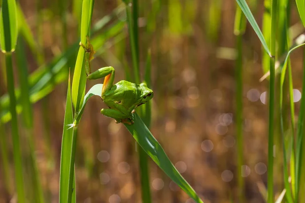 Hyla Arborea Žabák Stonku Pozadí Zelené Fotka Pěknej Zadek Fotografie — Stock fotografie