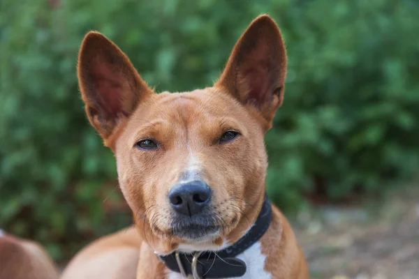 Basenji Congo Dog Среднего Размера Коричневая Белая Собака Центральной Африки — стоковое фото