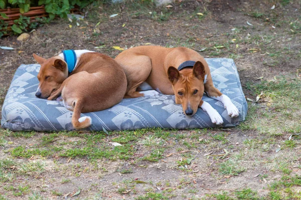 Basenji Congo Dog Среднего Размера Коричневая Белая Собака Центральной Африки — стоковое фото