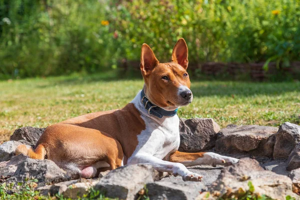 Basenji Congo Dog Среднего Размера Коричневая Белая Собака Центральной Африки — стоковое фото