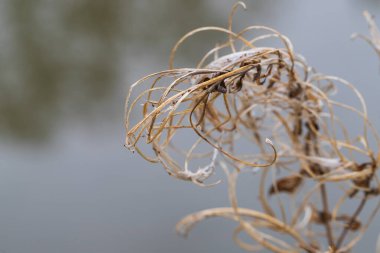 Green wild grass with brown flowers near a pond.
