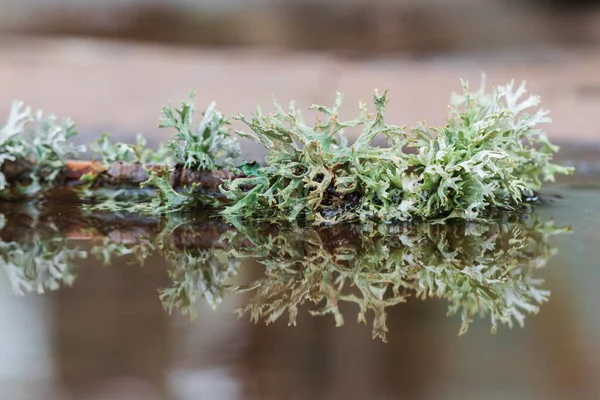 Green Wild Grass Reflected Puddle — 图库照片
