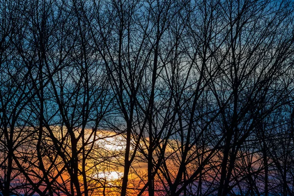 Tree branches at sunset. The sun sets and shines in the branches.