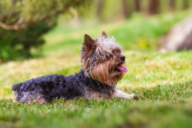 Küçük Yorkshire Teriyeri yeşil bir alanda koşuyor..