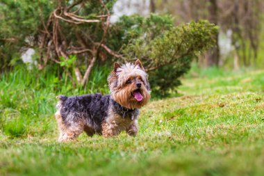Küçük Yorkshire Teriyeri yeşil bir alanda koşuyor..