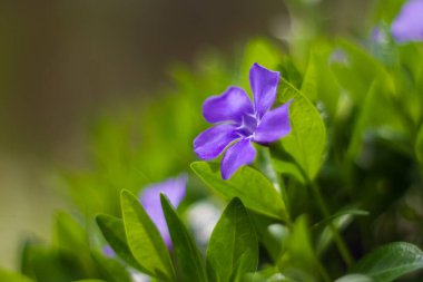 Spring blue flower in bloom on a green meadow.