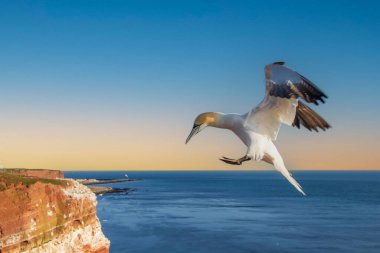 Vahşi Morus Bassanus 'taki vahşi kuş - Kuzey Sümsük kuşu Almanya' nın Kuzey Denizi 'ndeki Helgoland adasında. Arka plan çok güzel..