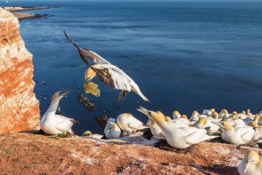 Vahşi Morus Bassanus 'taki vahşi kuş - Kuzey Sümsük kuşu Almanya' nın Kuzey Denizi 'ndeki Helgoland adasında. Arka plan çok güzel..