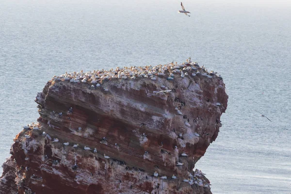Wildvogel Wilden Morus Bassanus Nördlicher Gannet Auf Der Nordseeinsel Helgoland — Stockfoto