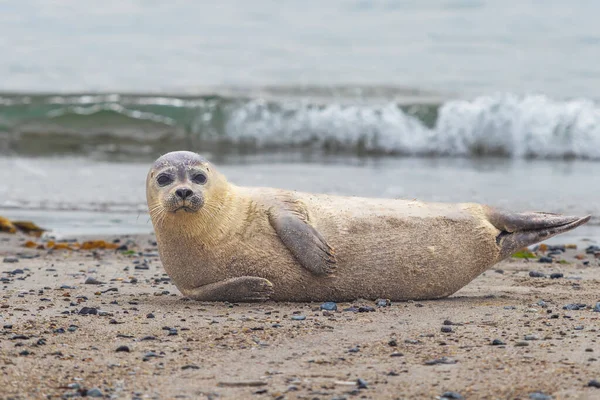 Phoca Vitulina Seehund Strand Und Meer Auf Der Düneninsel Deutschland — Stockfoto