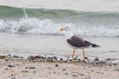 Larus marinus - Kuzey Denizi kıyısında büyük beyaz martı yuvaları. Almanya 'daki Dune adasında vahşi bir fotoğraf. Fotoğrafın arka planı güzel ve bokeh