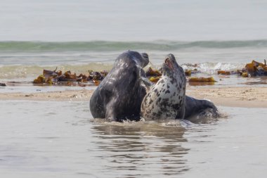 Foca vitulina - Liman Mührü - Almanya 'daki Dune adasında ve denizde. Vahşi foto..