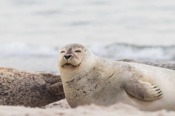 Phoca Vitulina Harbor Seal Het Strand Zee Het Eiland Dune — Stockfoto