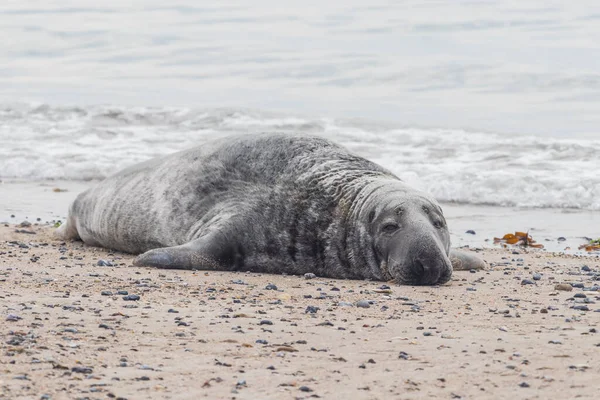 Phoca Vitulina Harbor Seal Pláži Moři Ostrově Duny Německu Wild — Stock fotografie