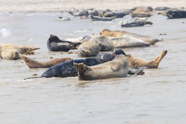 Phoca Vitulina Harbor Seal Pláži Moři Ostrově Duny Německu Wild — Stock fotografie