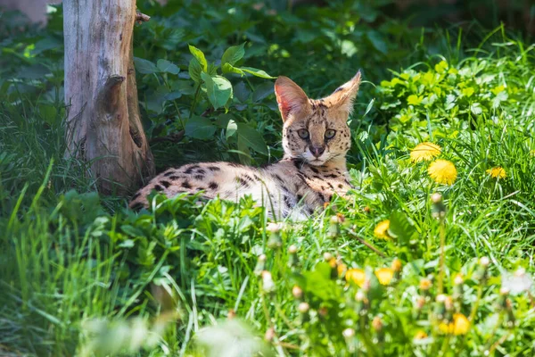 Serval Βρίσκεται Στο Πράσινο Γρασίδι Κοντά Στο Δέντρο Και Παρατηρεί — Φωτογραφία Αρχείου