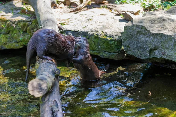 Nutria Pequeña Amblonyx Cinerea Hábitat Natural Naturaleza Nutria Baña Agua — Foto de Stock