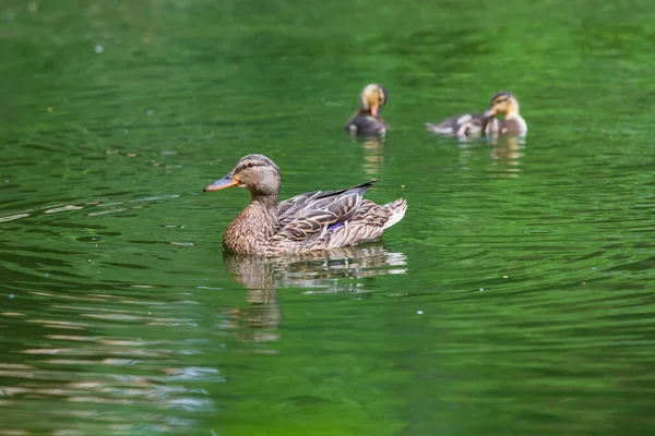 Männliche Und Weibliche Enten Schwimmen Wasser Auf Einem Teich Der — Stockfoto