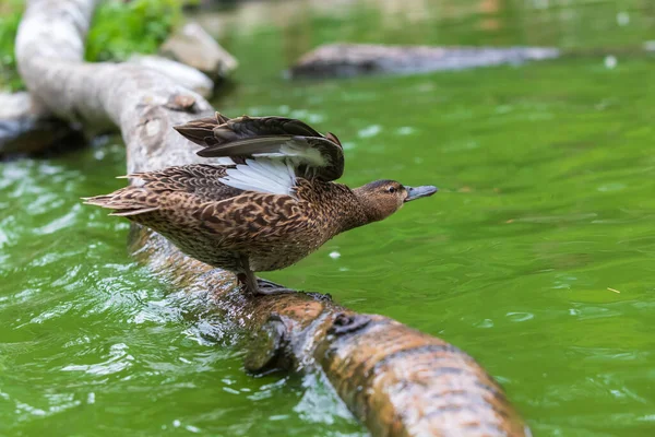 The duck stands on a wooden log that leads just above the water