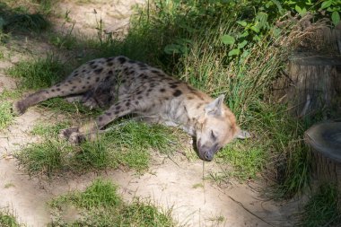 Brindle sırtlanı bir çayırda yatıyor. Etrafında çimenler var..