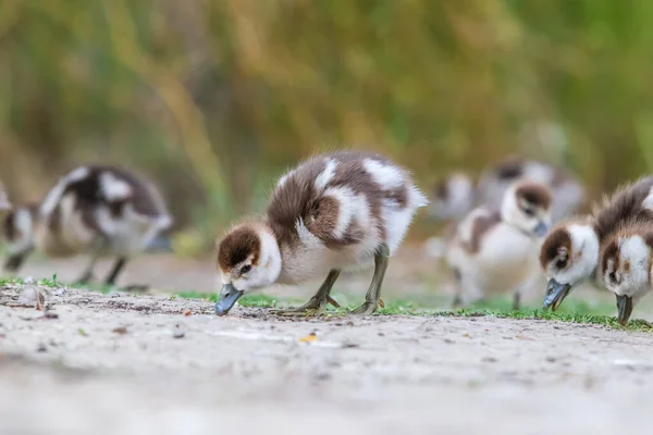 Jóvenes Grandes Gansos Anser Anser Junto Estanque Foto Naturaleza Salvaje —  Fotos de Stock