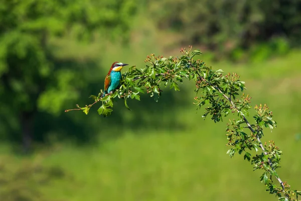 Merops Apiaster Kleurrijke Vogel Vlha Pestra Wilde Natuur Een Weide — Stockfoto