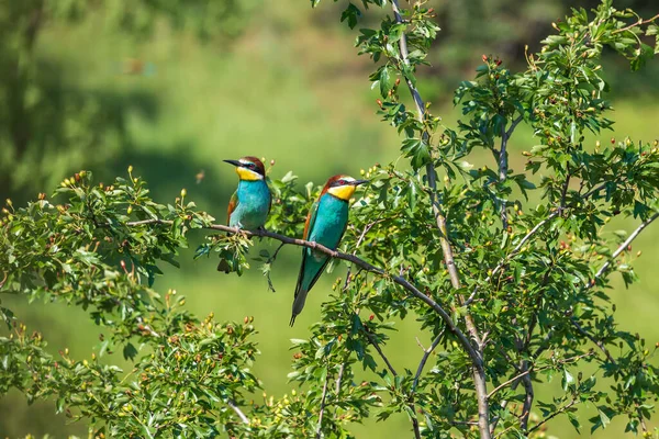 在阳光明媚的天气里 在草原上的野生环境中 一只五彩斑斓的雀鸟Vlha Pestra — 图库照片