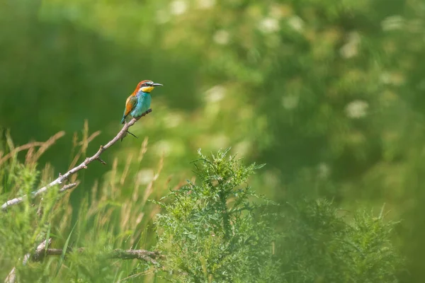 在阳光明媚的天气里 在草原上的野性中 用美丽的Bokeh 一只五彩斑斓的雀鸟 — 图库照片