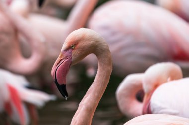 Phoenicopteridae - Flamingo portresi göz ve uzun boyun görülebilir. Fotoğrafın arka planı bulanık güzel bir bokeh 'i var..