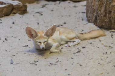 Vulpes 'un portresi, Rezene Berber. Kumsalda yatarken.