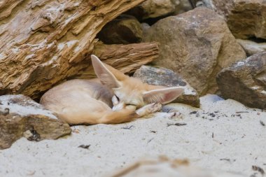 Vulpes 'un portresi, Rezene Berber. Kumsalda yatarken.