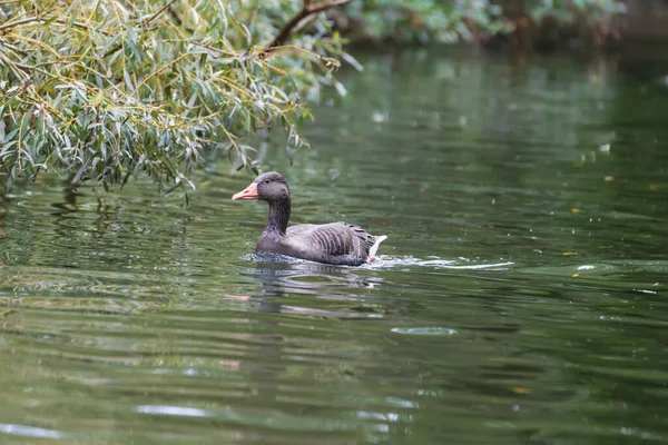 Young Goose Swims Water Its Image Reflected Water — Stock Photo, Image