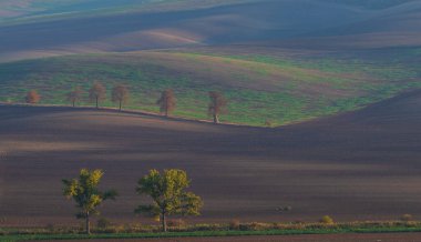 Kestane Sokağı. Kestane ağaçlarının arkasında sarı bir kolza tohumu tarlası var. Dalgalanan alanda ise ışık ve gölge var. Çek Cumhuriyeti 'nin Karlin köyü yakınlarındaki manzara.