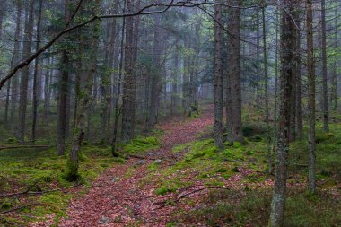 Sumava protected landscape area in the Czech Republic in Europe. Area Chalupska slat - forests, meadows, path to slat.