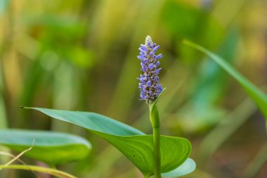 Çayırdaki güzel çiçekler. Arka plan yeşil..