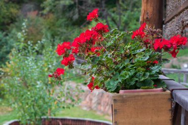 Çayırdaki güzel çiçekler. Arka plan yeşil..