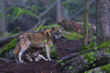 Kurt - Kayanın derinliklerindeki ormandaki köpek lupus.