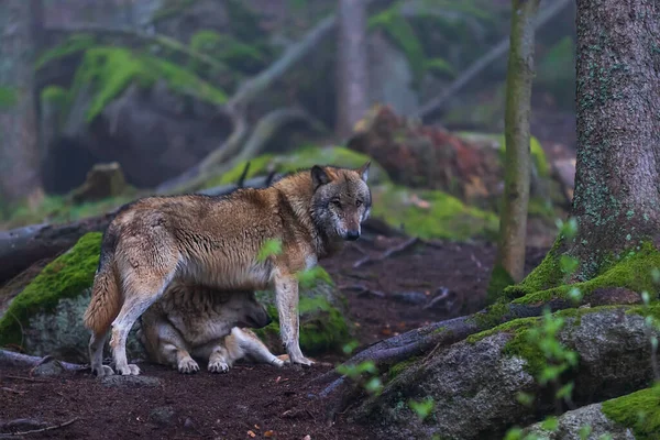 Lobo Canis Lupus Bosque Profundo Roca —  Fotos de Stock