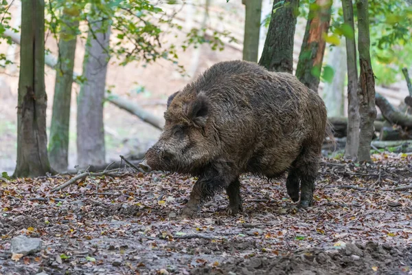 Divočák Sus Scrofa Lese Svém Přirozeném Prostředí Fotografie Divoké Přírody — Stock fotografie