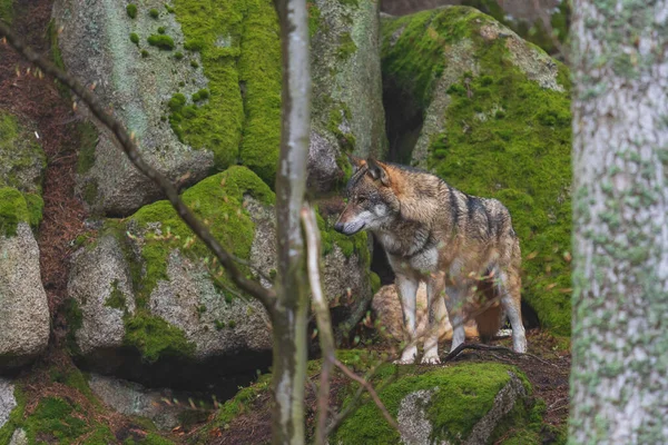 Lobo Canis Lupus Bosque Profundo Roca —  Fotos de Stock