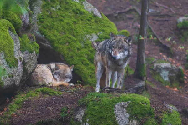 Lobo Canis Lupus Bosque Profundo Roca —  Fotos de Stock