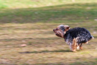 Küçük Yorkshire Teriyeri yeşil bir alanda koşuyor..