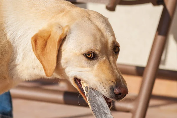 Портрет Головы Собаки Ретривера Canis Lupus Familiaris Собака Держит Большую — стоковое фото