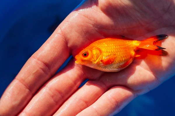 Pesce Rosso Piscina Giardino Nel Palmo Della Mano Dimostrazione — Foto Stock