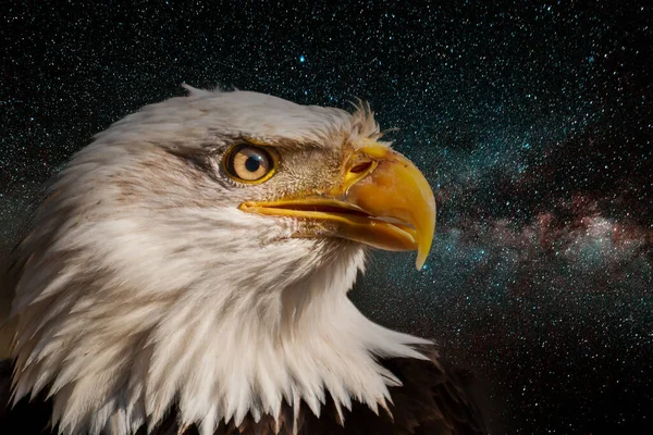 Bald eagle with open beak. Side portrait. In the background is a night sky full of stars.
